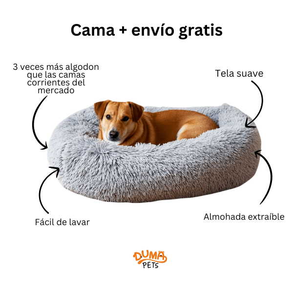 Los Perros Porque Un Perro Mea La Cama Veterinario Porque El Perro