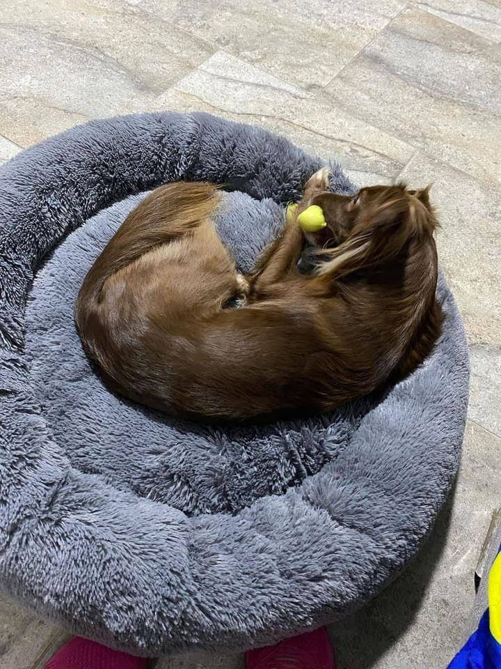 cama antiestres para mascotas de la marca dumapets