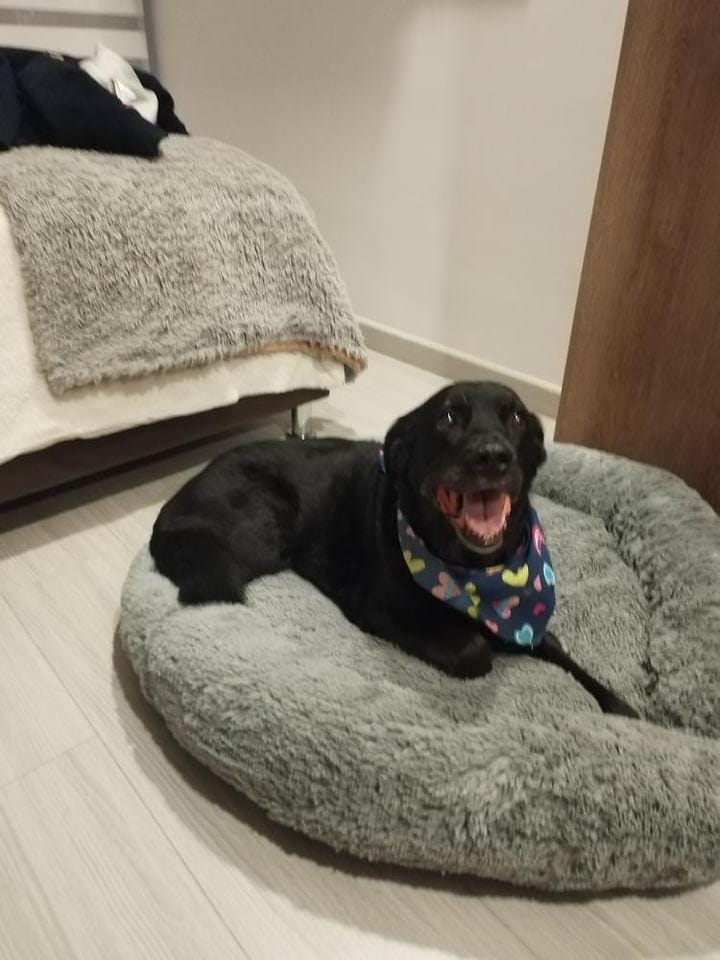 cama antiestres para mascotas de la marca dumapets