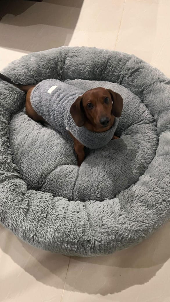 cama antiestres para mascotas de la marca dumapets