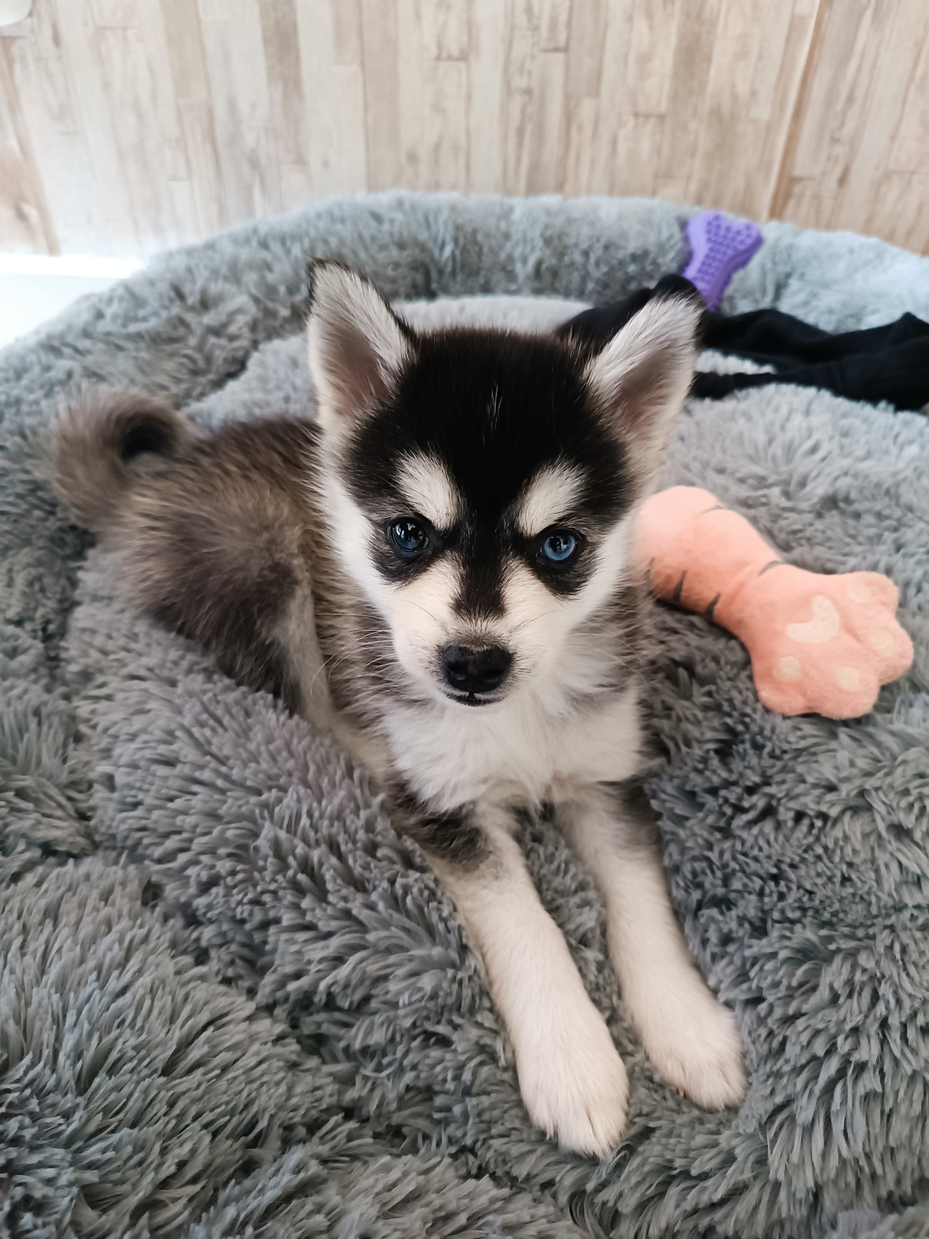 cama antiestres para mascotas de la marca dumapets