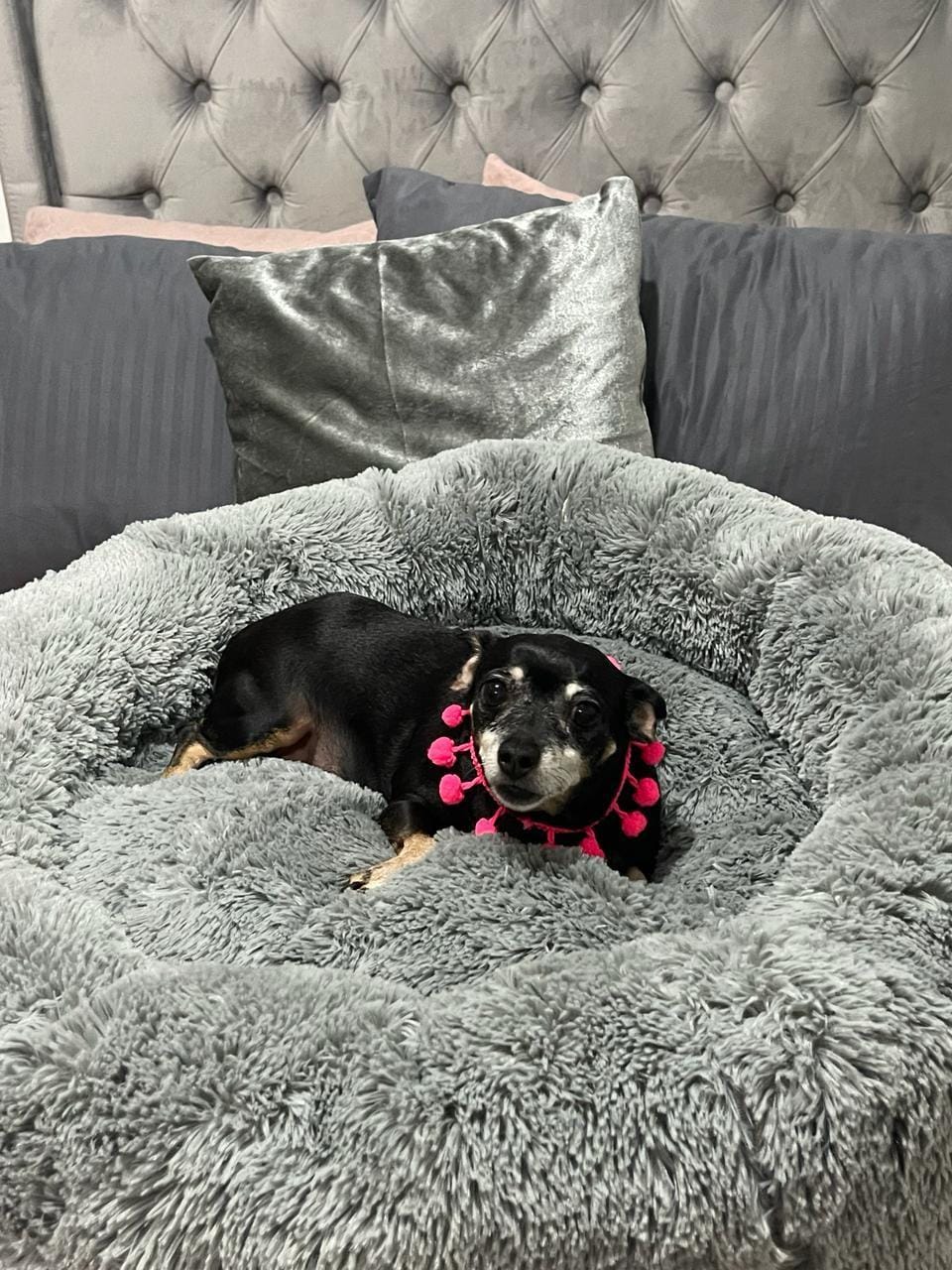 cama antiestres para mascotas de la marca dumapets