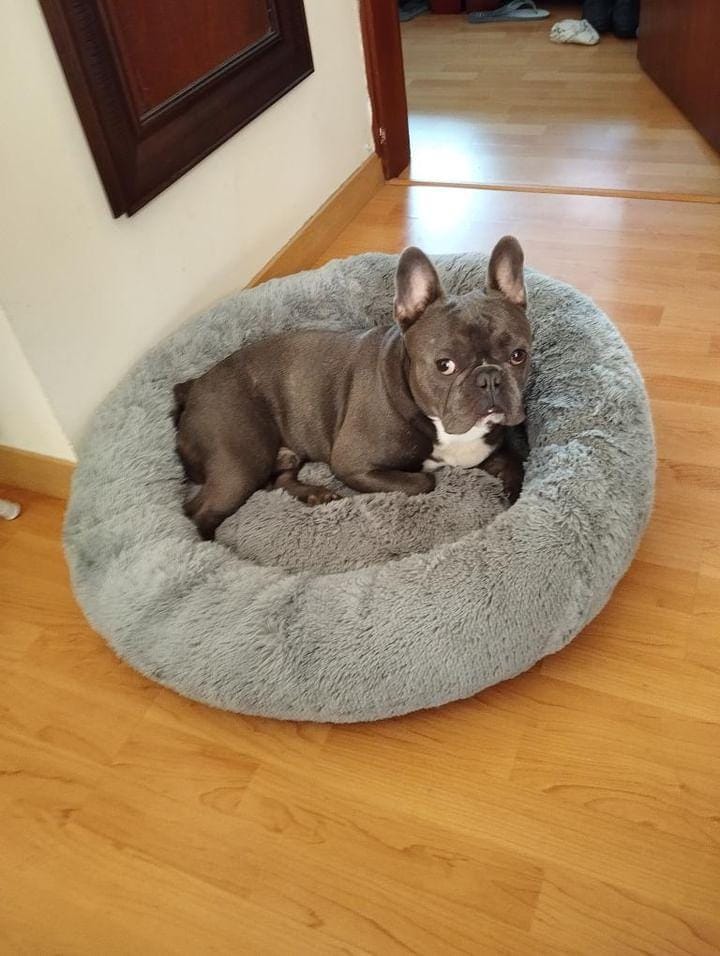 cama antiestres para mascotas de la marca dumapets