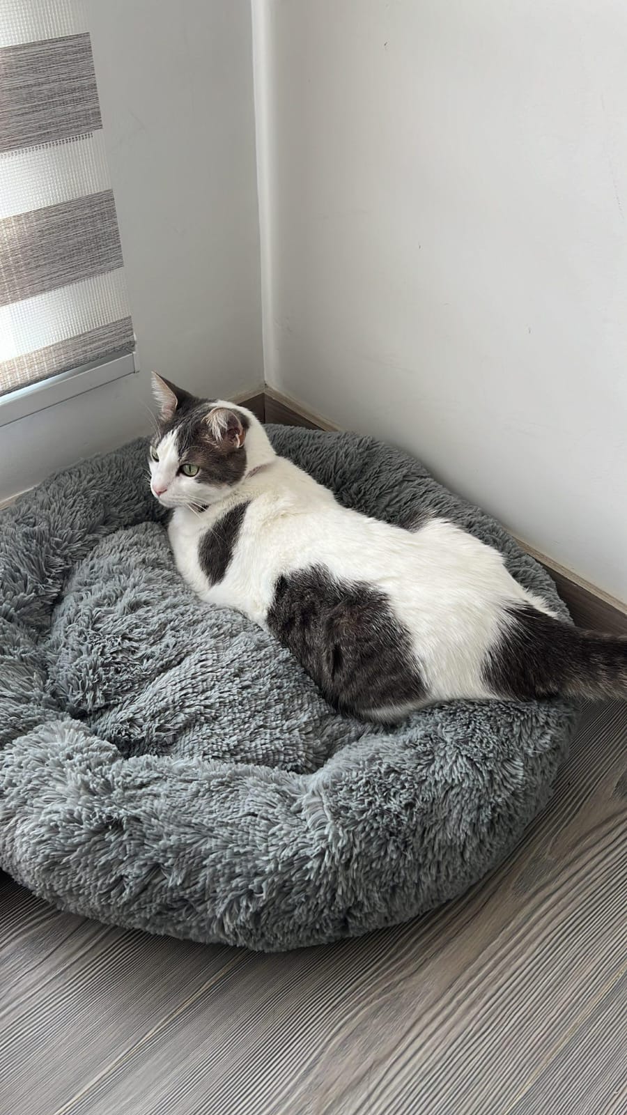 cama antiestres para mascotas de la marca dumapets