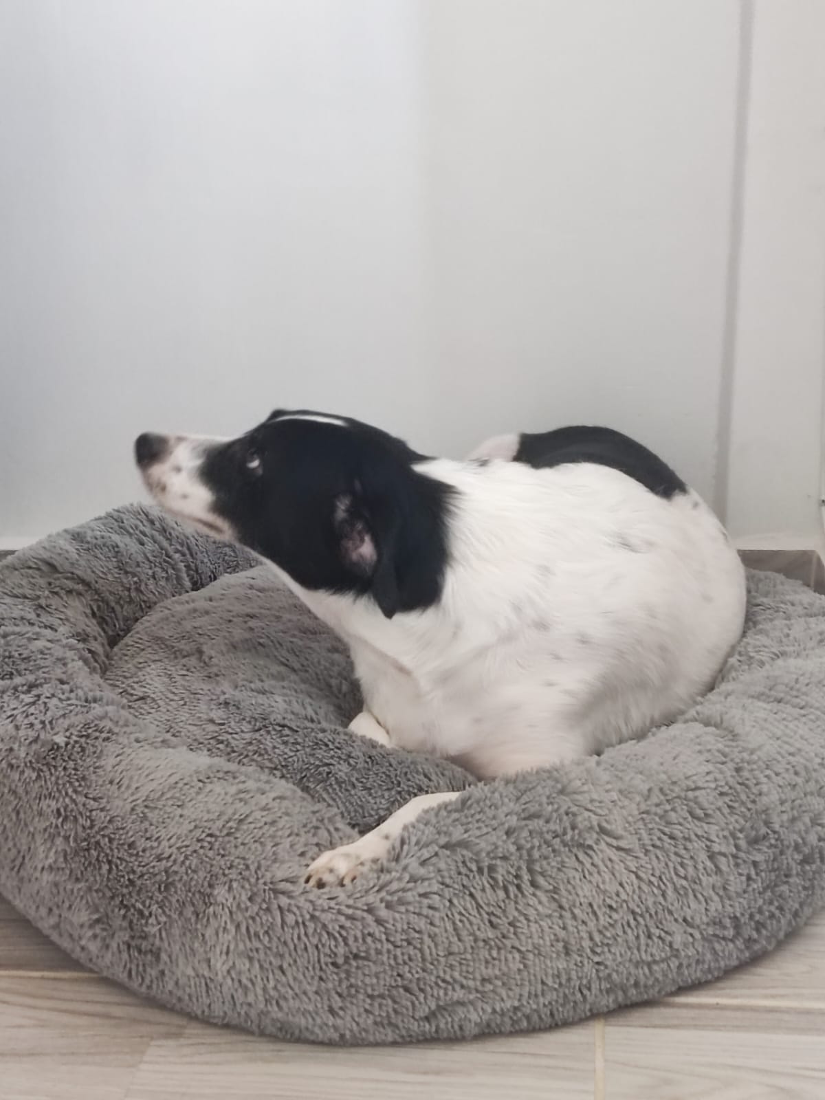 cama antiestres para perros y gatos de la marca Dumapets. Idea para todo tipo de mascotas